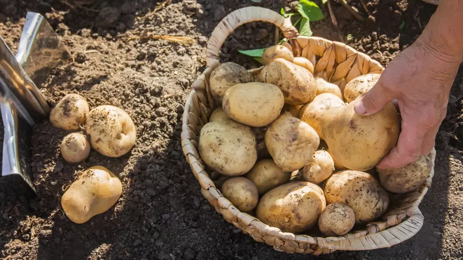 Ето какво правят бабите на село и картофите им НИКОГА не биват нападани от попови прасета 