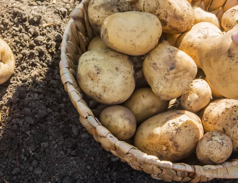 Полейте картофите с това и реколтата им ще е по 12 кг от корен