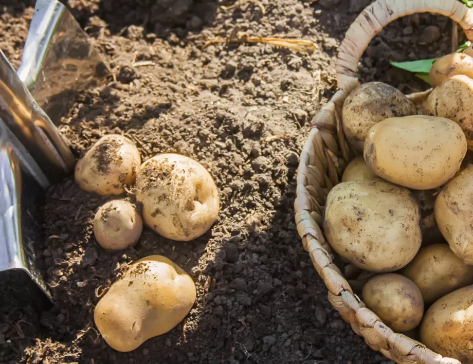Засейте това след картофите, за да спасите почвата от вредители и да я направите отново плодородна