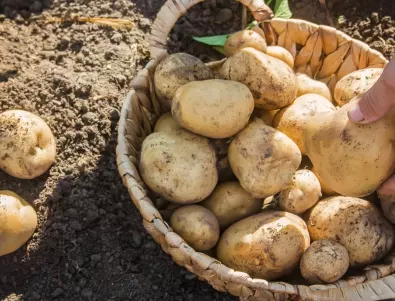 Най-добрият метод за съхраняване на картофите през зимата - ще забравите за кълновете по тях