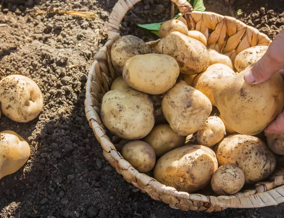 3 трика за безпрецедентна реколта от картофи на лоша почва: Не всички градинари ги знаят