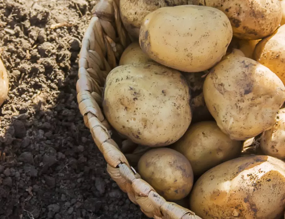 Само опитните градинари знаят как да отглеждат картофите всяка година на едно и също място и реколтата им винаги да е богата