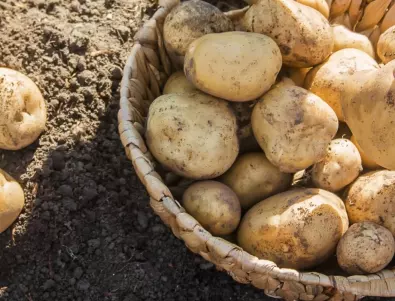 Дори и при бедна почва картофите ще дадат богата реколта, ако направите 