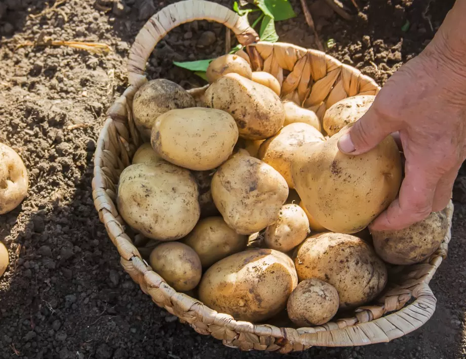 Как да отгледате богата реколта от картофи в кофа: Стъпка по стъпка