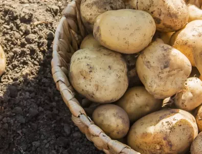 Направете това и реколтата на картофите ще е 2 пъти по-богата