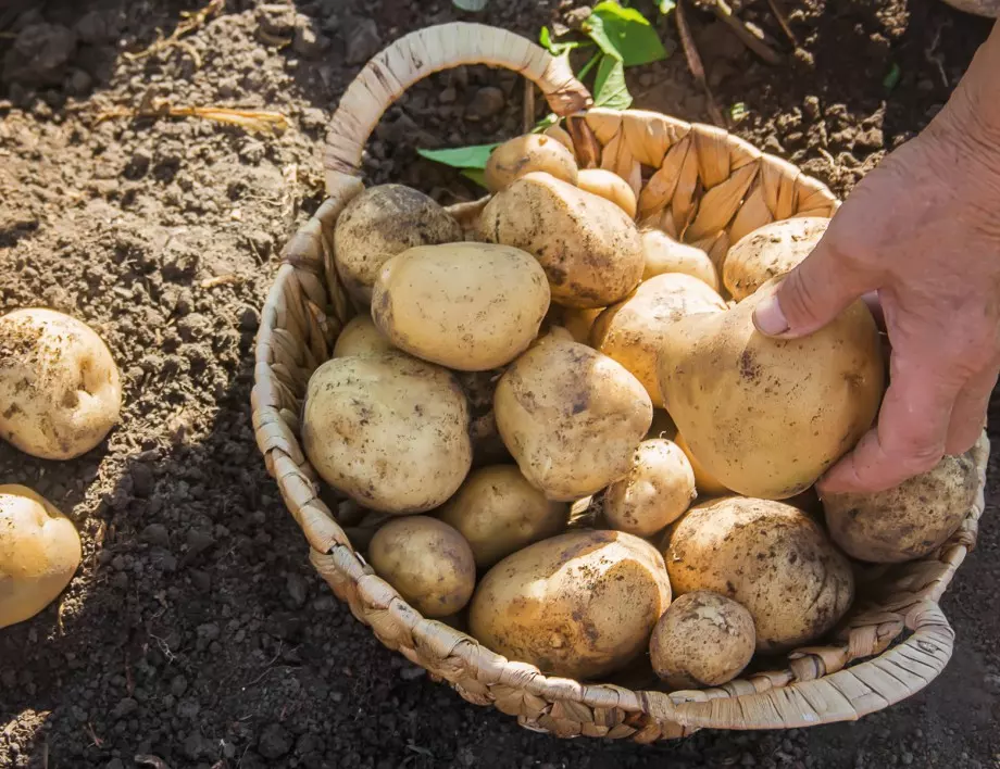 Как да разберете, че реколтата от картофи е готова за прибиране?