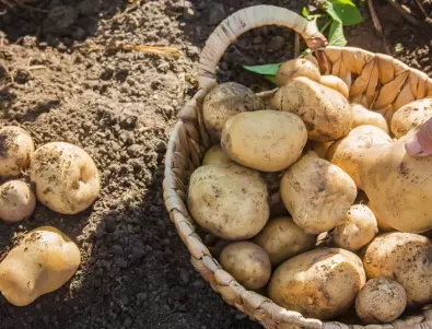 Повечето градинари пропускат да направят ТОВА седмица преди да засадят картофите си