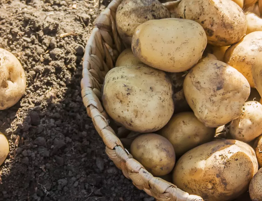 5 неща, които трябва да направите точно сега, за да са едри и вкусни картофите