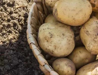Полейте картофите с това през юни и ще приберете по 2  кофи реколта от корен