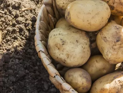 Как да наторите картофите, за да е богата реколтата им