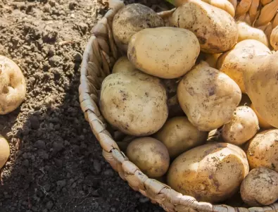 Засадете това в градината си, след като приберете реколтата от картофи