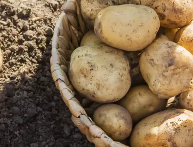Прибиране на картофите - кога и как се прави, за да издържат цяла зима