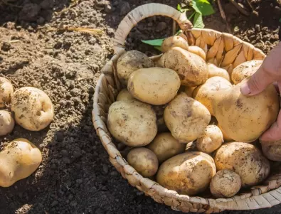Картофи: 20 препълнени кофи само от 10 корена