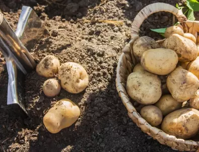Сеитбооборот - какво се засажда след картофите?