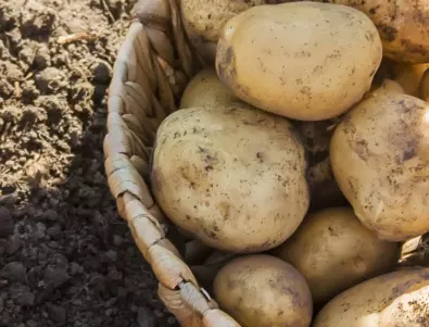 Експерт: Направете това преди да засадите картофите, за да е богата реколтата