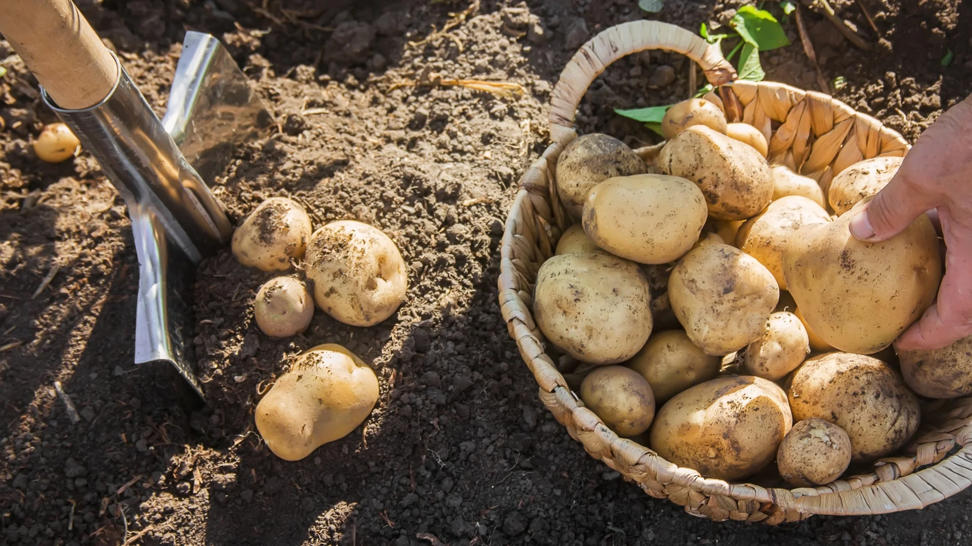 Хитър трик за 2 пъти по-богата реколта от картофи