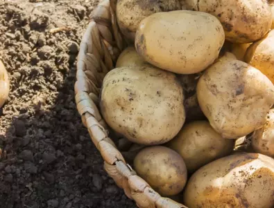 Хитър трик за 2 пъти по-богата реколта от картофи