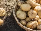 Засаждане на картофи - опитните градинари слагат това в дупката