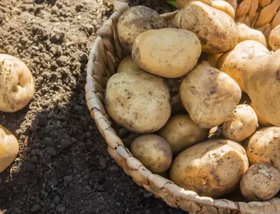 Хълмиране на картофите - 3 причини да го направите преди цъфтежа 