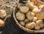 Какво може и какво НЕ може да се засажда до картофите