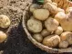 Засаждане на картофи - НЕ правете тези грешки