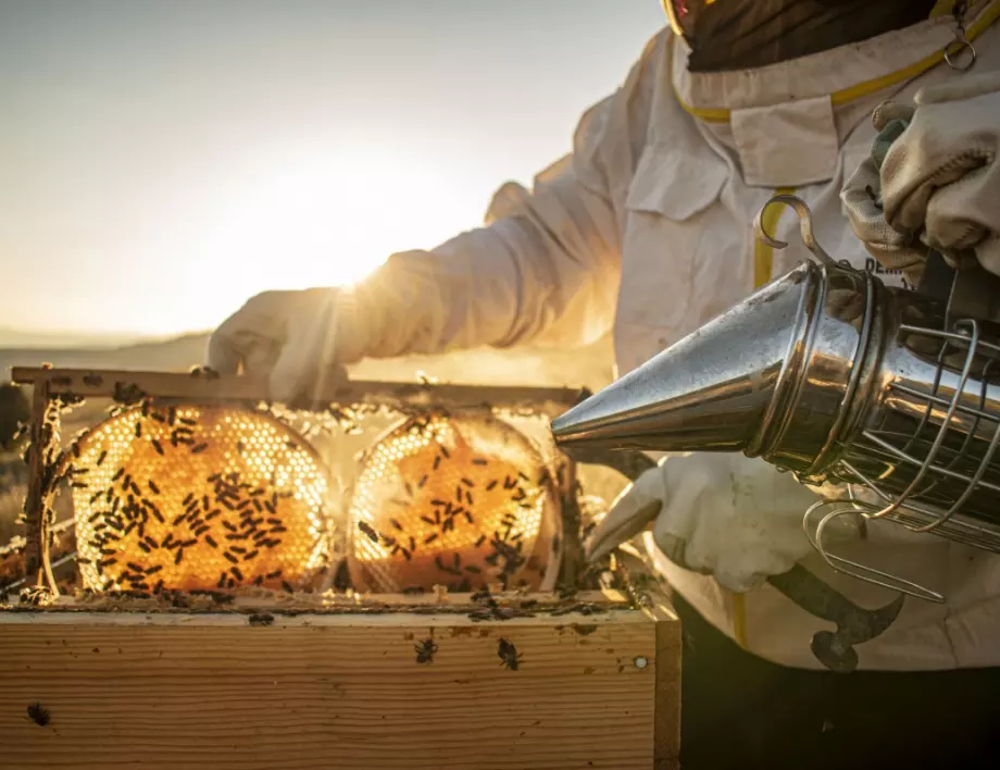 Над 2300 кандидати са одобрени за подпомагане по пчеларската програма, започва подписване на договорите