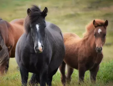 Колко дълго живеят конете?