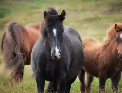Кои зодии са като коне с капаци - виждат света само в черно и бяло!