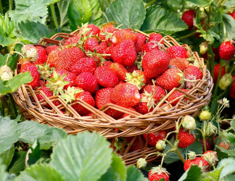 За изобилна реколта от ягоди полейте ги само веднъж с този разтвор