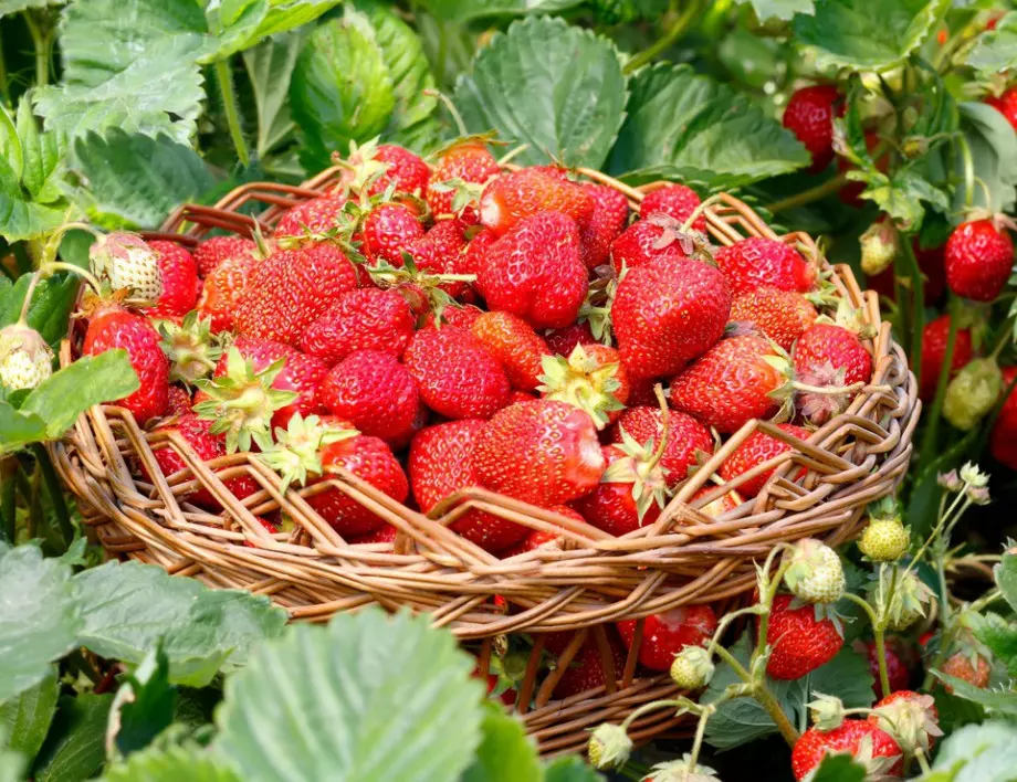 Тайните на богатата реколта от ягоди