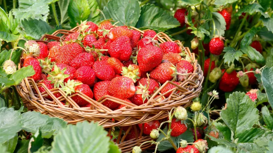Трябва ли да се подрязват ягодите през есента?