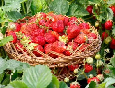 Задължително полейте ягодите с това през октомври и следващата година реколтата им ще е по-богата
