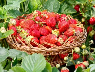 Полейте ягодите с това още сега и те не само ще узреят по-бързо, но и реколтата им ще е по-богата от всякога