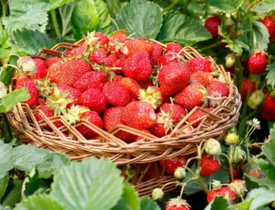 Напръскайте ягодите с това и ще берете в кофи сочни и сладки плодове