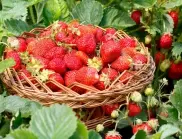 Трябва ли да режем мустачките на ягодите? Това всеки градинар трябва да го знае! 