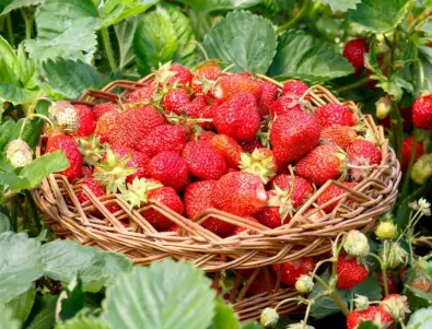 Сладък капан: Ето кой не може да яде ягоди