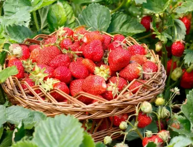 Подхранвайте ягодите с хляб и натурални торове за по-едри и вкусни плодове
