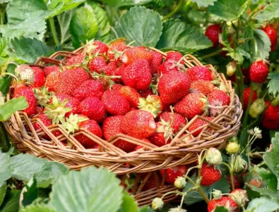Тайната за изобилие от сочни ягоди - Копривата