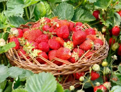Мит или реалност: Отглеждането на ягоди в домашни условия