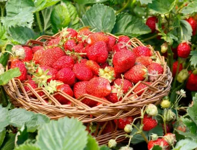ГАРАНТИРАНО: Богата реколта от ягоди с тези съвети