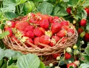 Подхранването на ягоди в средата на септември е ключово за изобилна реколта догодина