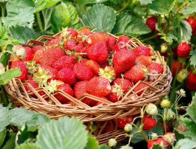 Подхранването на ягоди в средата на септември е ключово за изобилна реколта догодина