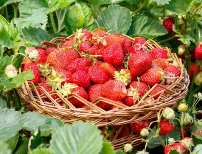 Есенно подхранване на ягодите: Ключът към изобилна и здрава реколта 