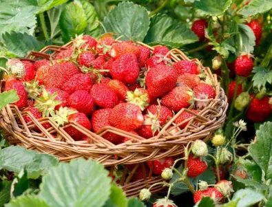 Можем ли да засадим заедно различни сортове ягоди?