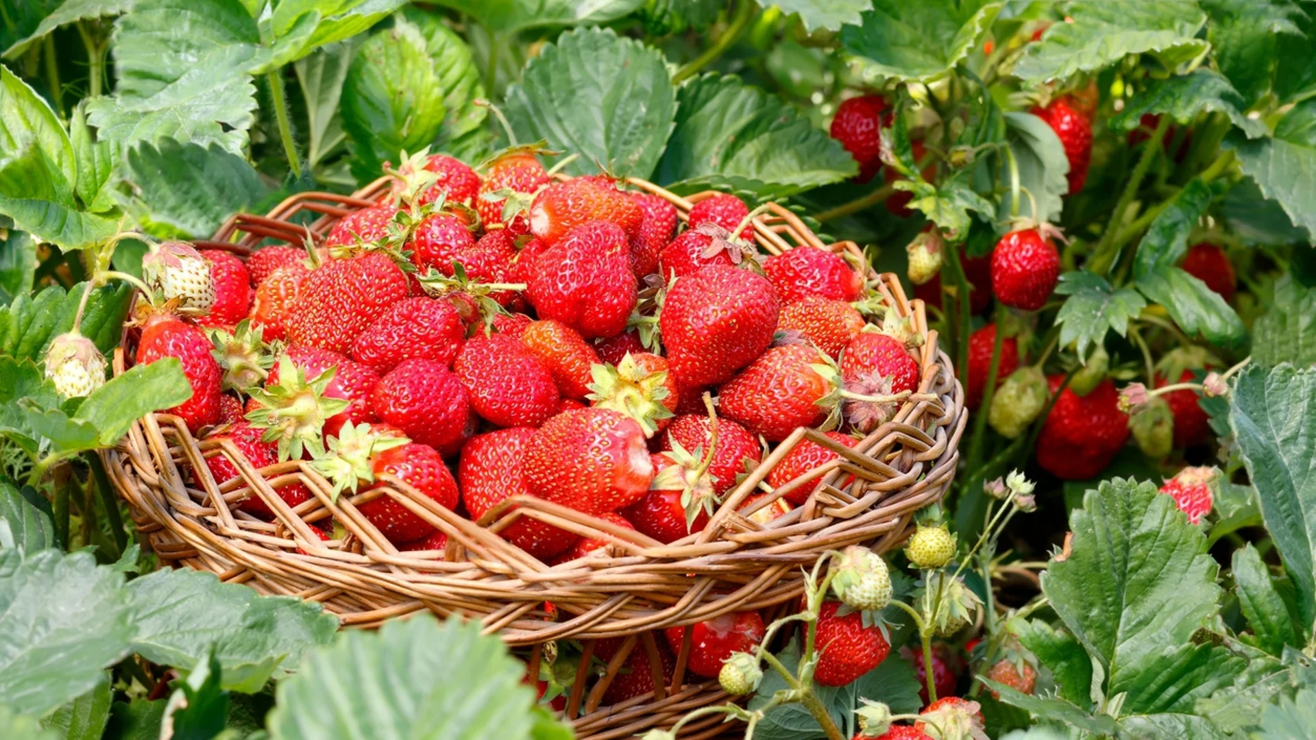 Златни правила за богата реколта от едри и сочни ягоди
