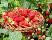 Правила за торене на ягоди, които растат на едно място в продължение на много години