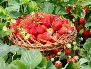 За какво да внимаваме при пръскане на ягоди и малини