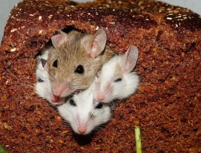 С тези 2 съставки мишките сами ще избягат от дома ви