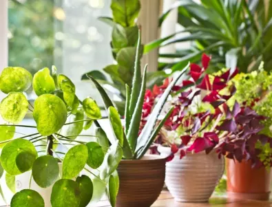 Растенията, които е по-добре да не държите в дома си, защото са опасни