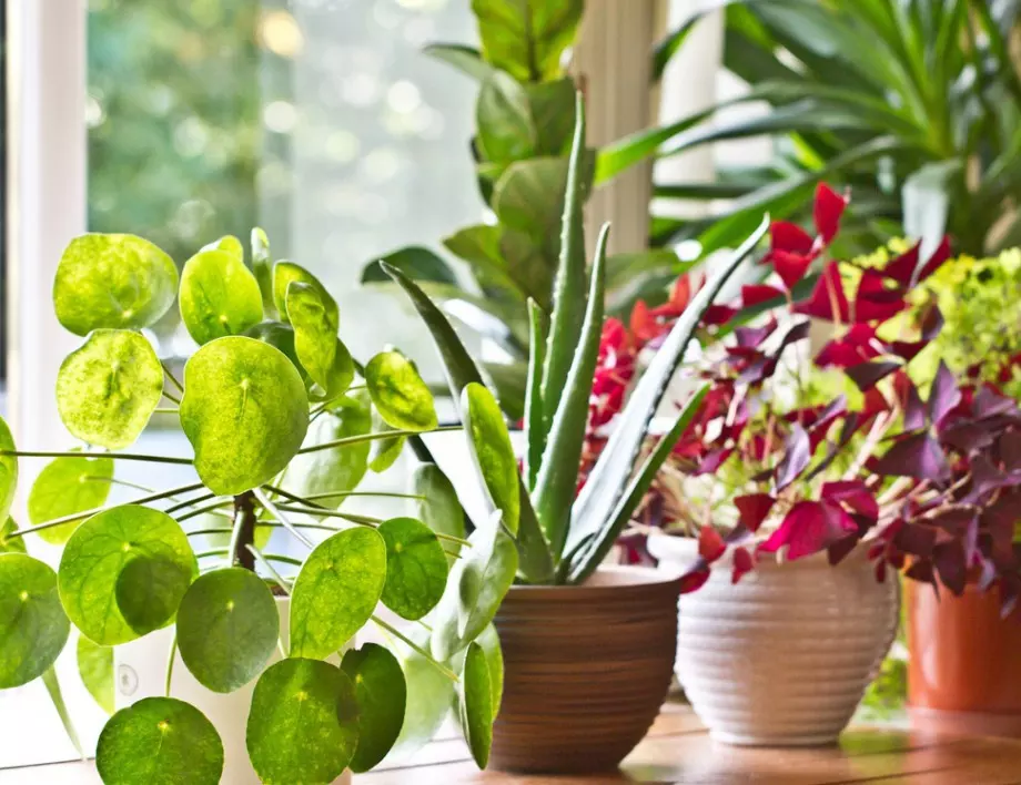 Задължително трябва да имате тези растения в дома ви - регулират температурата